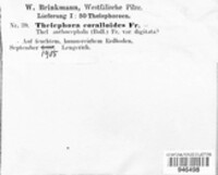 Thelephora coralloides image